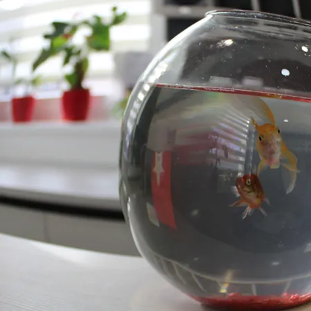 Garni 11tica Dm 호텔 3*